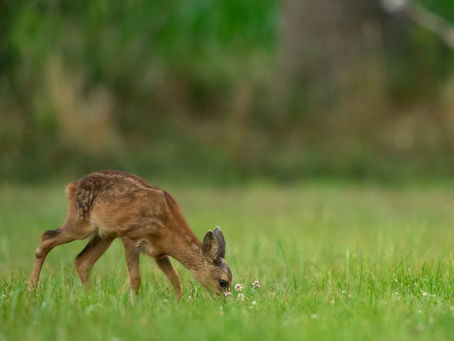 Getting lost in...Boschi di Carrega