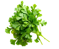 Fresh parsley leaves with vibrant green