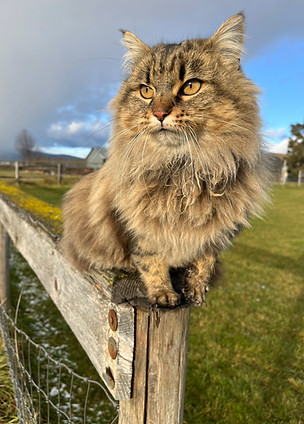 The Farm kitty