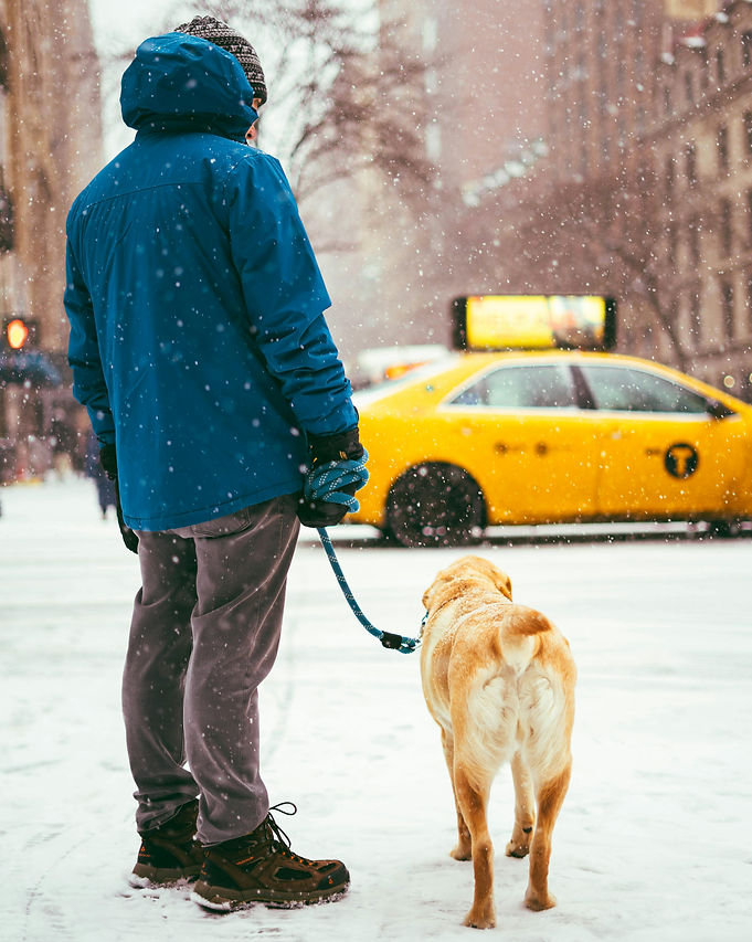 Young adult man walking dog on snowy NYC street, feeling lost after college, symbolizing post-graduation anxiety and uncertainty