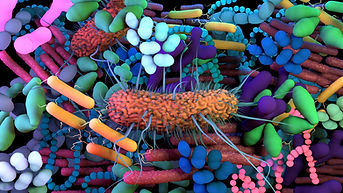Microbiome bacteria