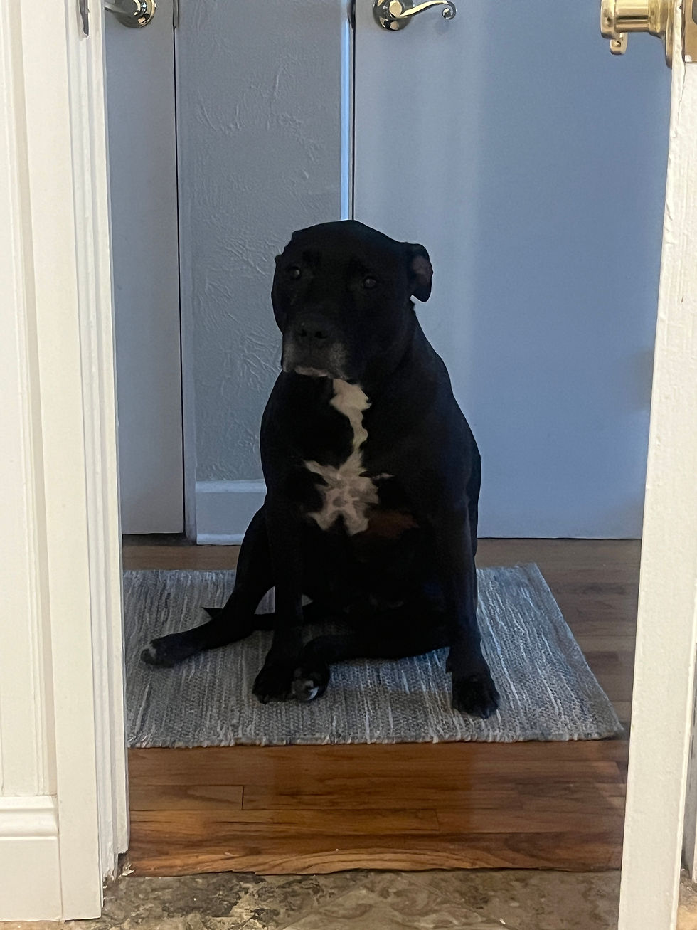 new rug in hallway= new place to sit and watch me use the bathroom