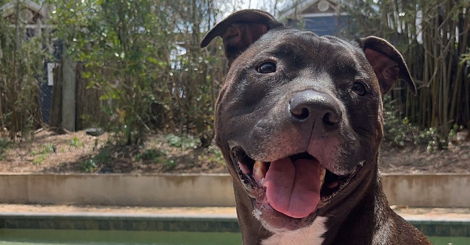 Marlee, the six-year old American Bully