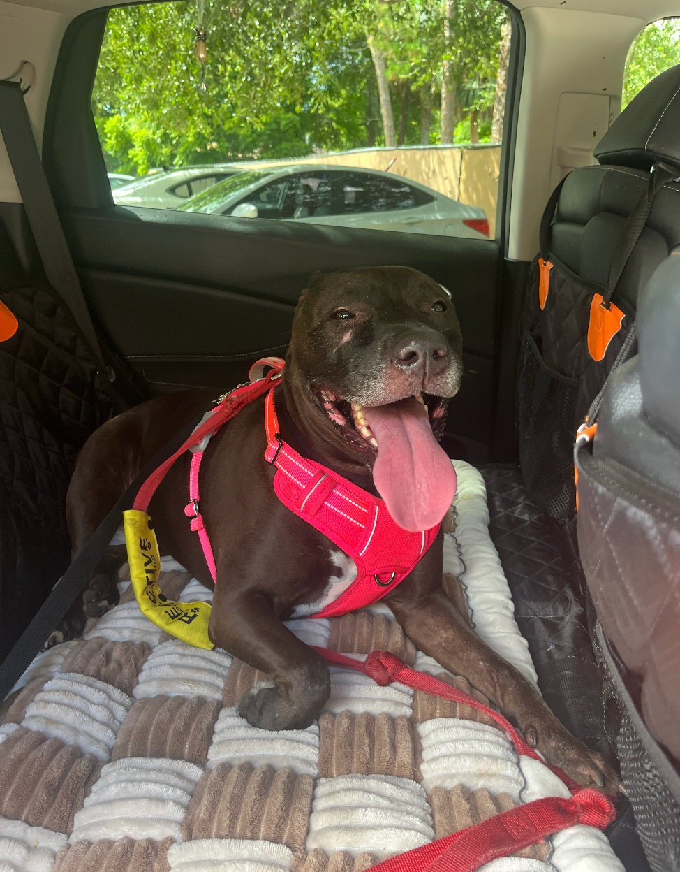 She was absolutely exhausted getting back in the car! I even had to carry her in!