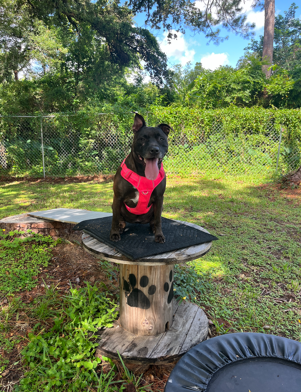 Checking out one of the agility courses