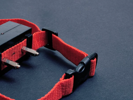 E-Collar Training: Our Experience