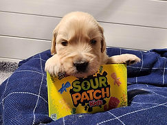 Our fifth litter! 6 puppies off of one of our favorite girls.