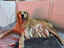 First litter of 2026! Siren gave us 5 boys and 5 girls. Puppies are Available.