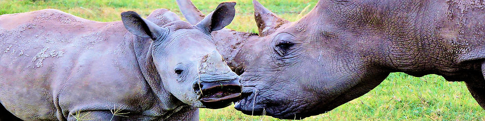 25-endangered rhinos, Africa