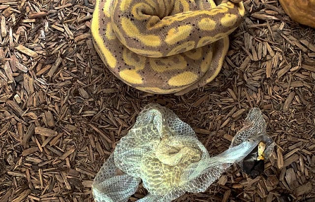 Understanding Ball Python Health Problems