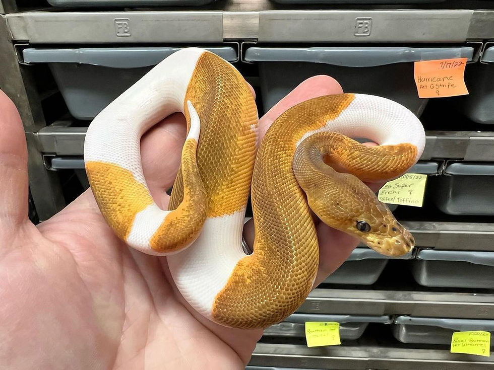 Rarest Ball Python Morphs