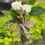 Thumbnail: Rose Bud Arrangement
