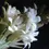 Thumbnail: Tuberose (Rajnigandha)