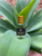 Thumbnail: Geranium