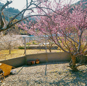 梅の花が満開です。