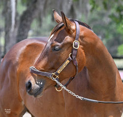 Pinehurst_8899
