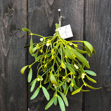 maretak, kerstgroen, maretakken, mistletoe, maretak kopen