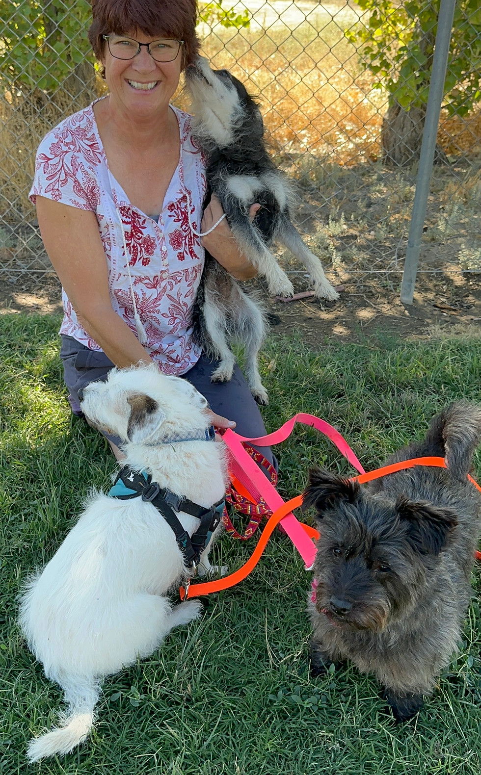 dog adoption.JPG