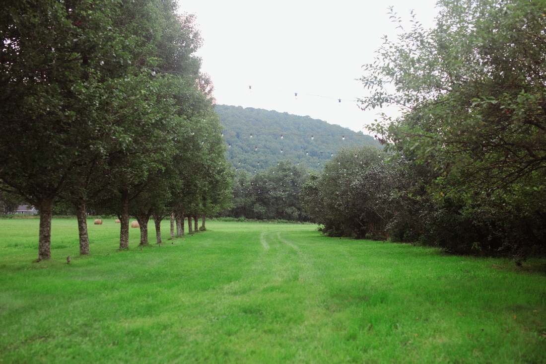 The allée of trees along the hayfield