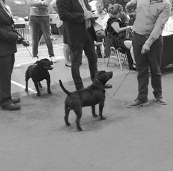 16651975_10206209362471475_1677756639_n