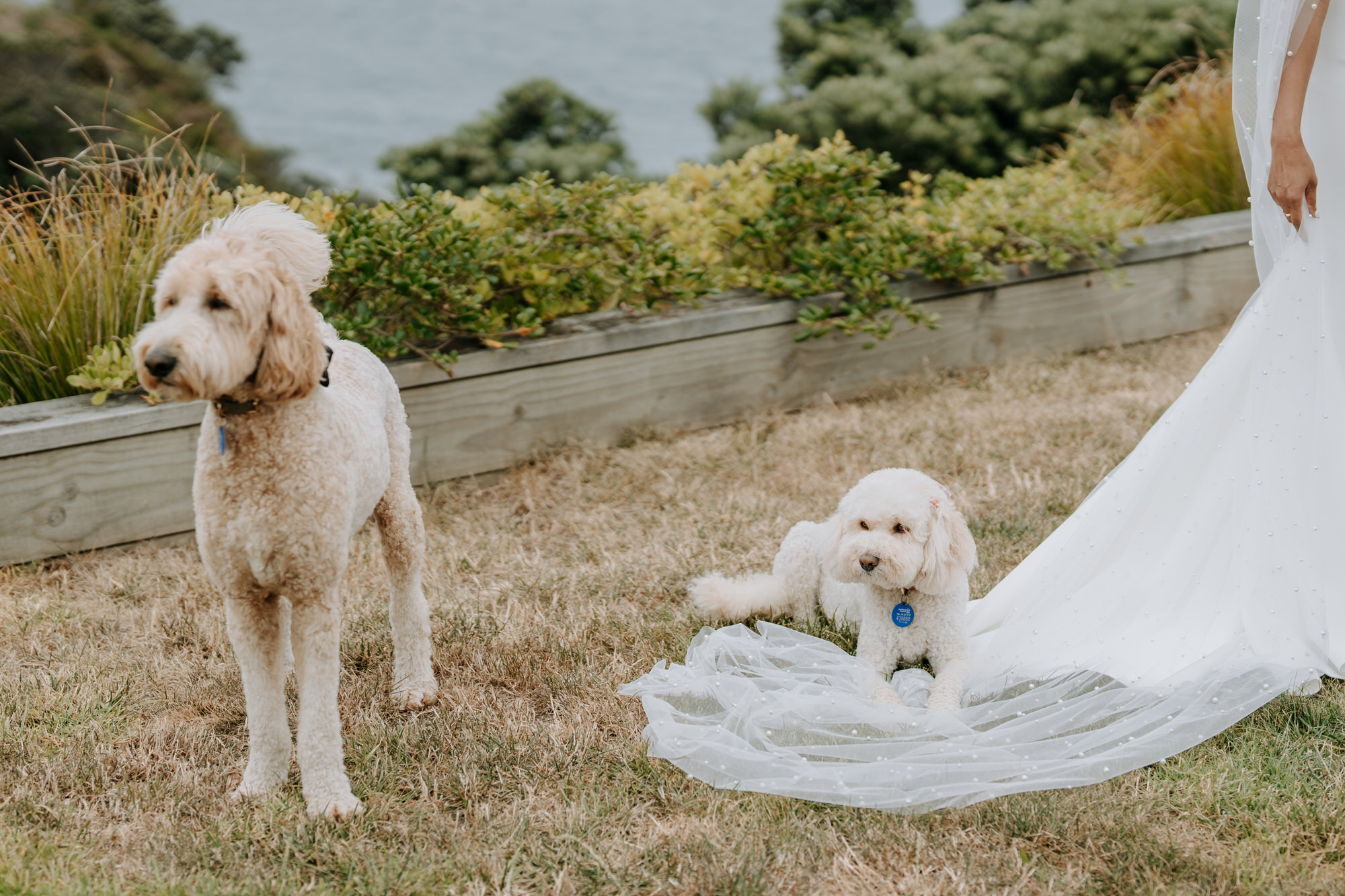 Jonathan and Shivani Cable Bay Winery wedding photography (17 of 92)