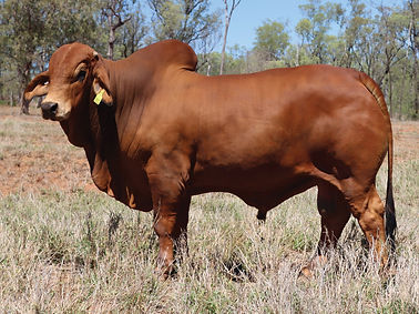 LOT-613_C2D207M_SAMPSON_FB.jpg