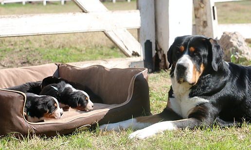 Cala_con_cachorros.png