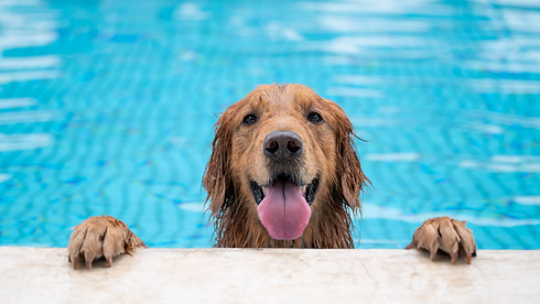 pool dog.png