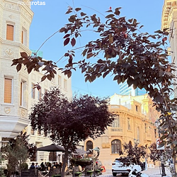 City Walking Tour Santiago - www.novasrotas.com.br