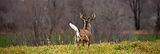 SC Hunting Leases