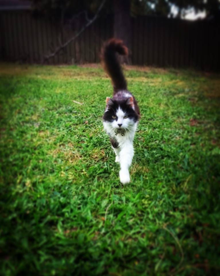 Maxine Goldman, a black and white cat walking on grass