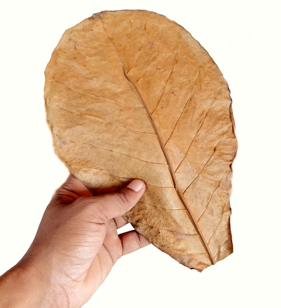 Dried Indian Almond Leaves XL