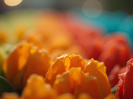 Descubra como selecionar acessórios perfeitos para seu pet