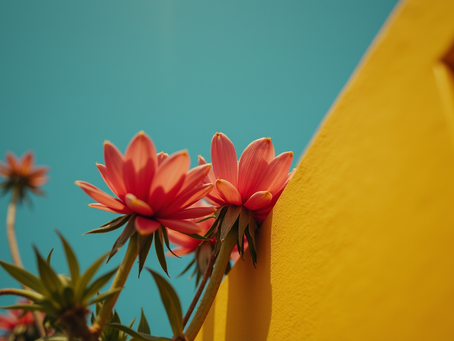 Como Escolher Acessórios para Seu Pet