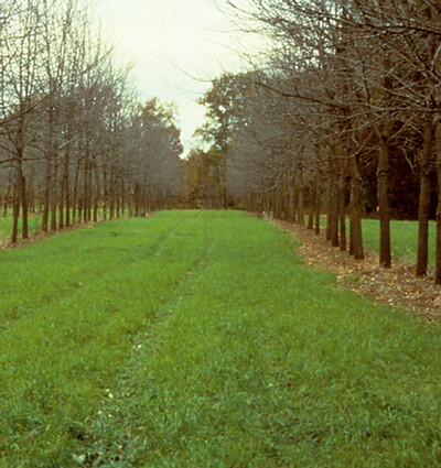 Alley_cropping_walnuts_(26285902856).jpg