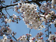 Cherry blossoms