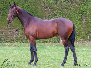 SBSR SEASIDE BRUCIE is a winner once again!