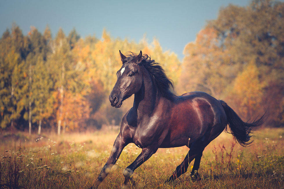 bay horse running adobe.jpeg