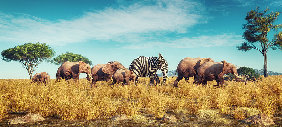 zebra elephant standing out adobe.jpeg