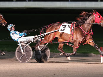 Southern Bred Southern Reared Winning Highlights International 2026