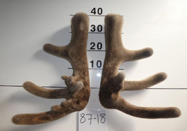 87-18 3 yr picture.jpg