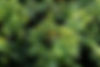 TOR_1722.jpg