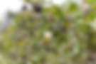 TOR_1699.png
