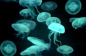 Jellyfish Predation in Prince William Sound, AK