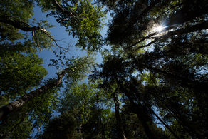 Evaluation of the Pew Charitable Trusts’ Sustainable Forestry Project