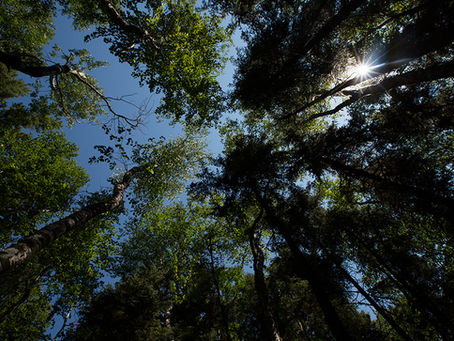 Evaluation of the Pew Charitable Trusts’ Sustainable Forestry Project