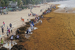 Turning an Environmental Nuisance into a Sustainable Green Industry