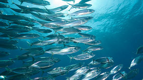 Fisheries, Habitat & Pollution Conference Series