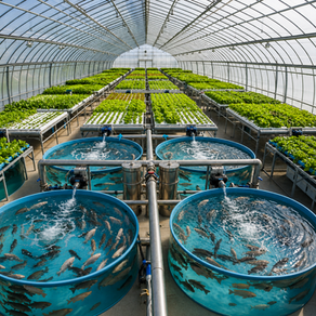 Encouraging Successful Recirculating Aquaculture and Aquaponic Systems
