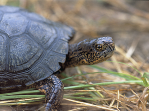 8/13 Biomes: Discover the Habitats of the World! with a Chewonki Science Educator